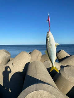 イナダの釣果