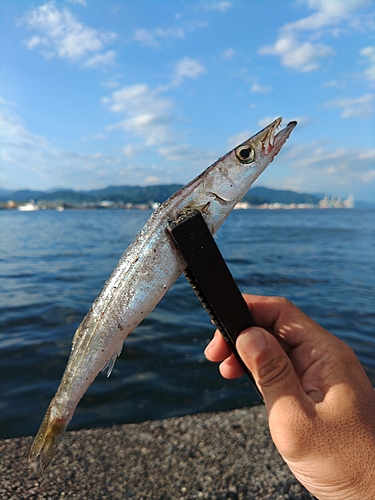 カマスの釣果