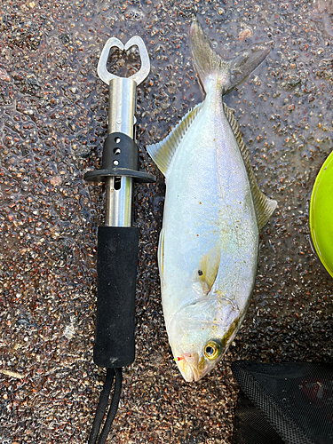 ショゴの釣果