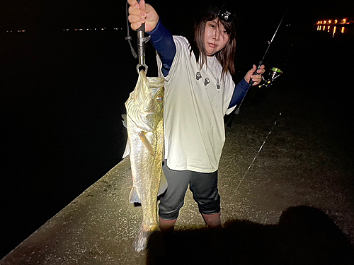 シーバスの釣果