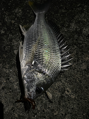 チヌの釣果