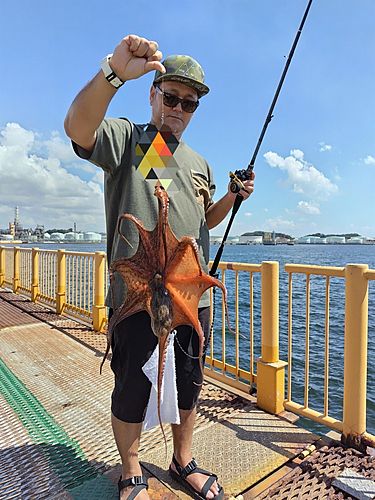 タコの釣果