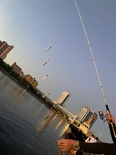 サバの釣果