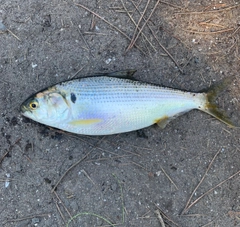 コノシロの釣果