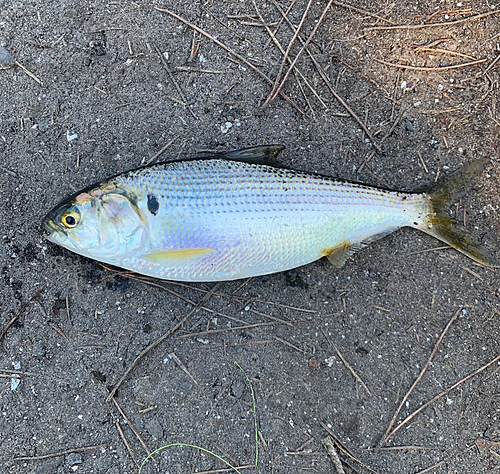 コノシロの釣果