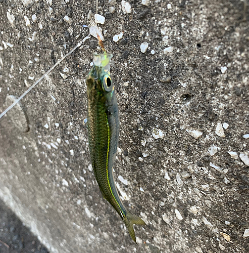 トウゴロウイワシの釣果