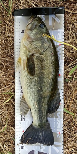 ブラックバスの釣果