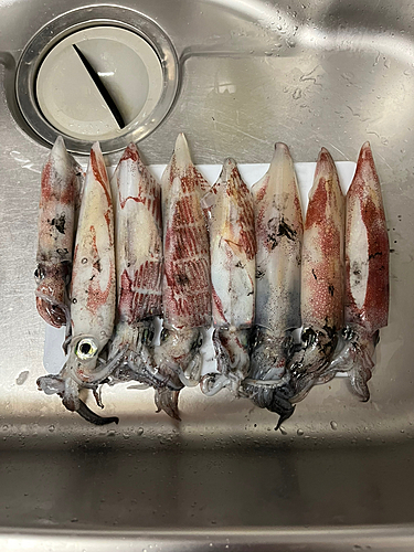 ケンサキイカの釣果