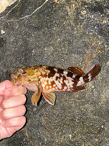 カサゴの釣果