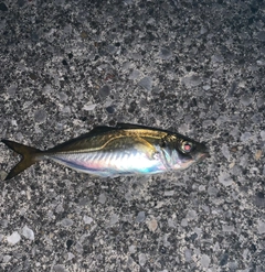 マアジの釣果