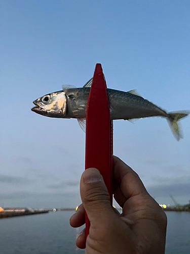 サバの釣果