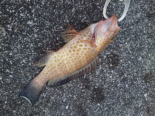 オオモンハタの釣果