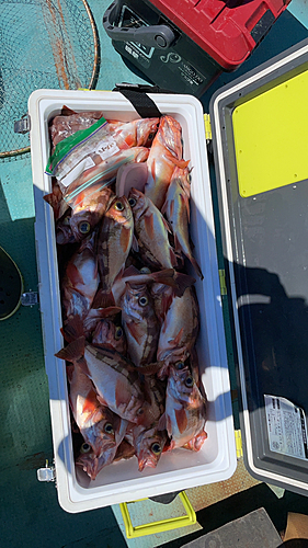 オキメバルの釣果