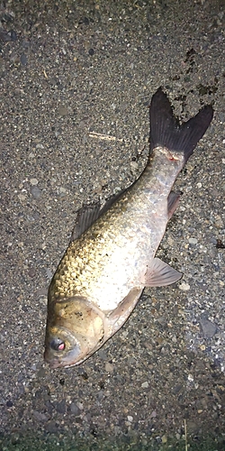 ヘラブナの釣果