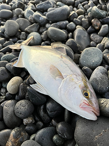 ショゴの釣果