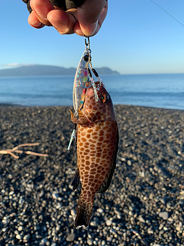 オオモンハタの釣果