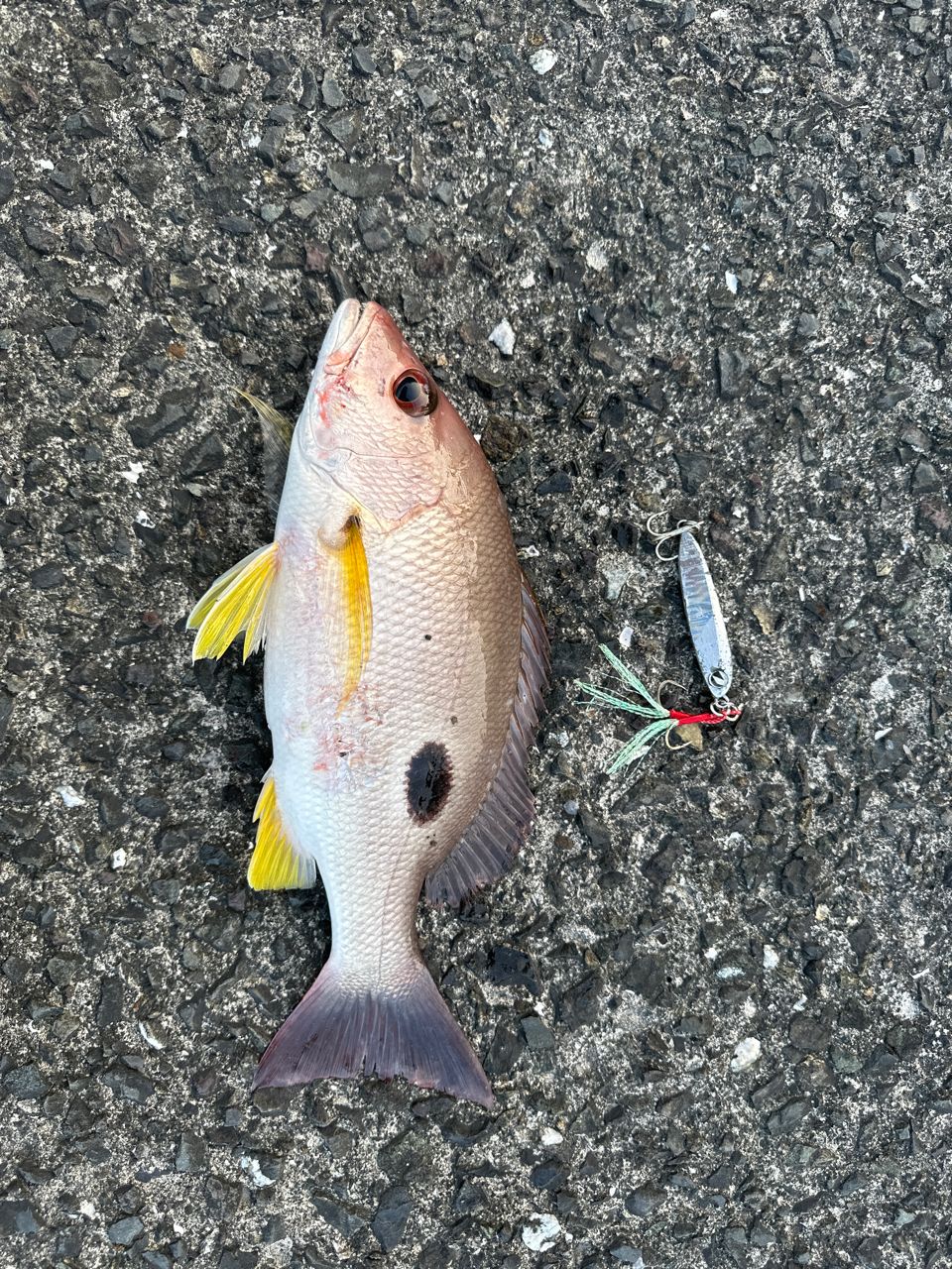 クロホシフエダイ