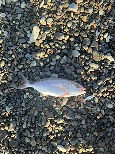 ショゴの釣果