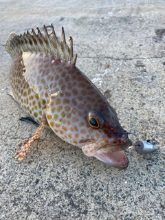 オオモンハタの釣果