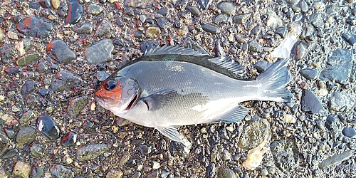 メジナの釣果