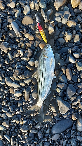 コノシロの釣果