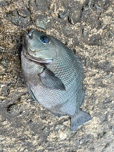 グレの釣果