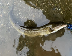 ニホンナマズの釣果