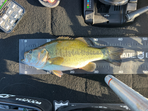 ブラックバスの釣果