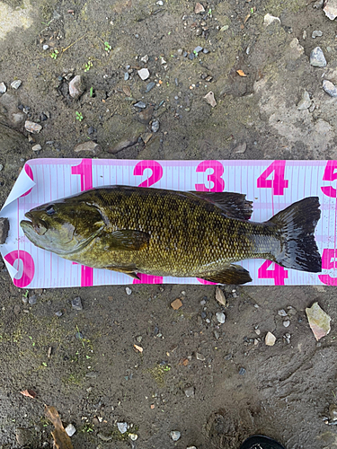 スモールマウスバスの釣果