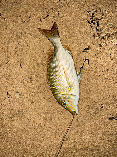 タマンの釣果