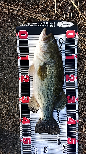 ブラックバスの釣果