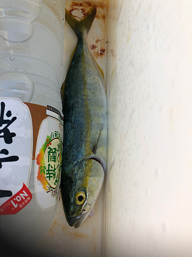 ワカシの釣果