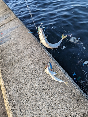 サバの釣果