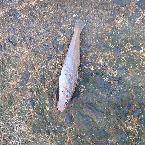 キスの釣果