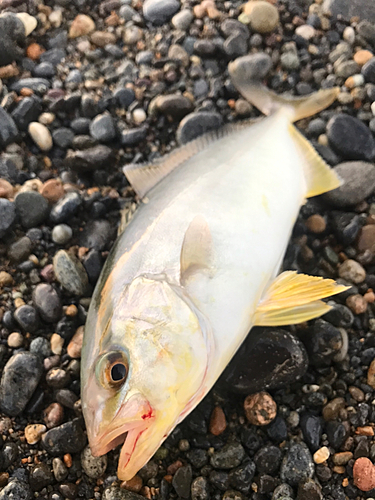 シオの釣果