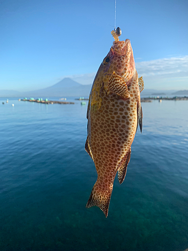 オオモンハタの釣果