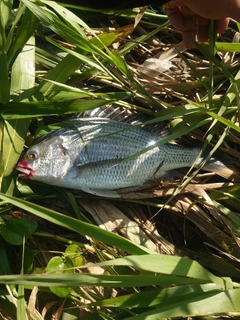 キビレの釣果