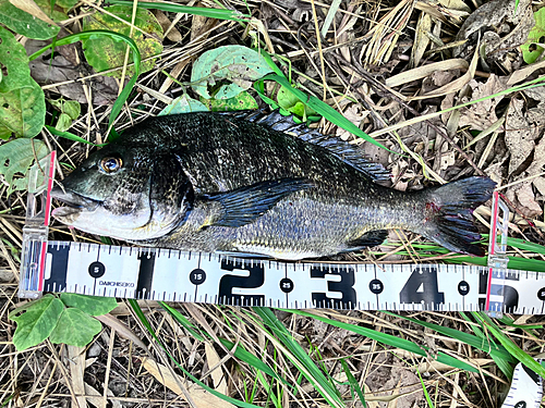 クロダイの釣果