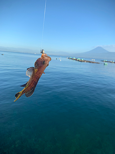 オオモンハタの釣果