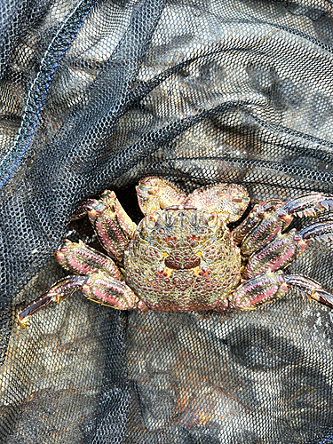 カニの釣果