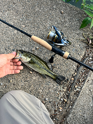 ブラックバスの釣果