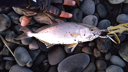 ワラサの釣果