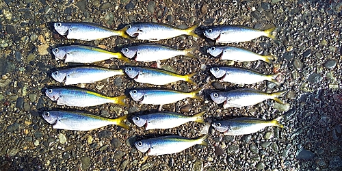 タカベの釣果