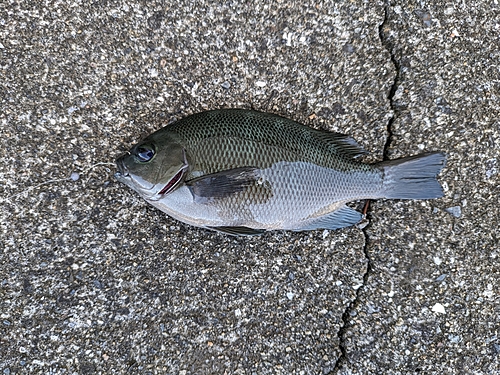 クロの釣果