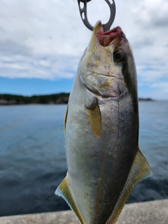 シオの釣果