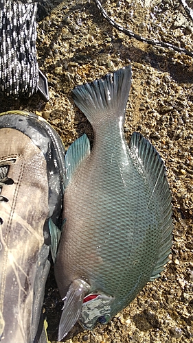 メジナの釣果