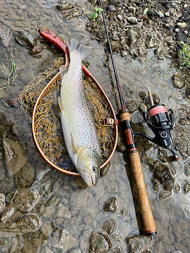 ブラウントラウトの釣果