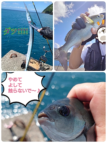 イサキの釣果