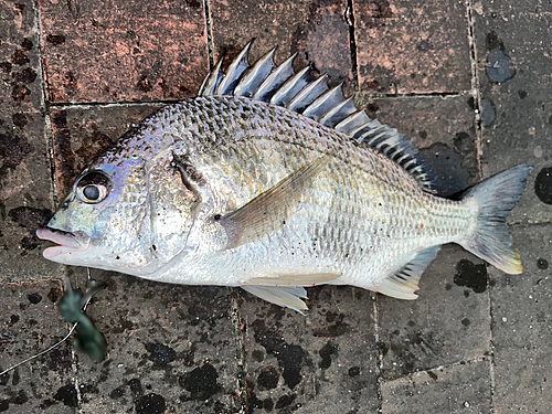 キビレの釣果