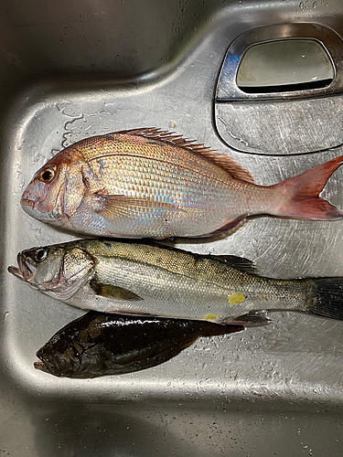 マダイの釣果